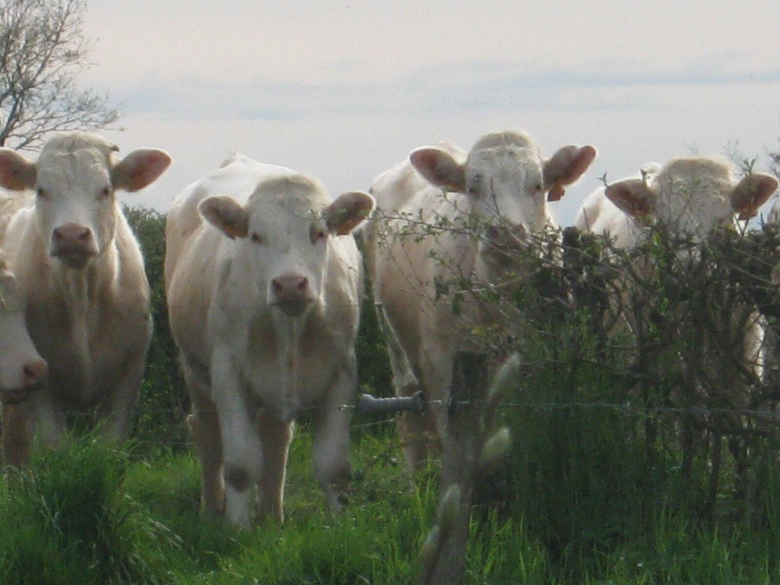Le Musée de l'Elevage et du Charolais ouvre ses portes du 1er au 31 Août 2024 Du mardi au dimanche de 10h à 17h Fermé le lundi Le jeudi 15 Août, le Musée ouvre de 10 h à 17 h