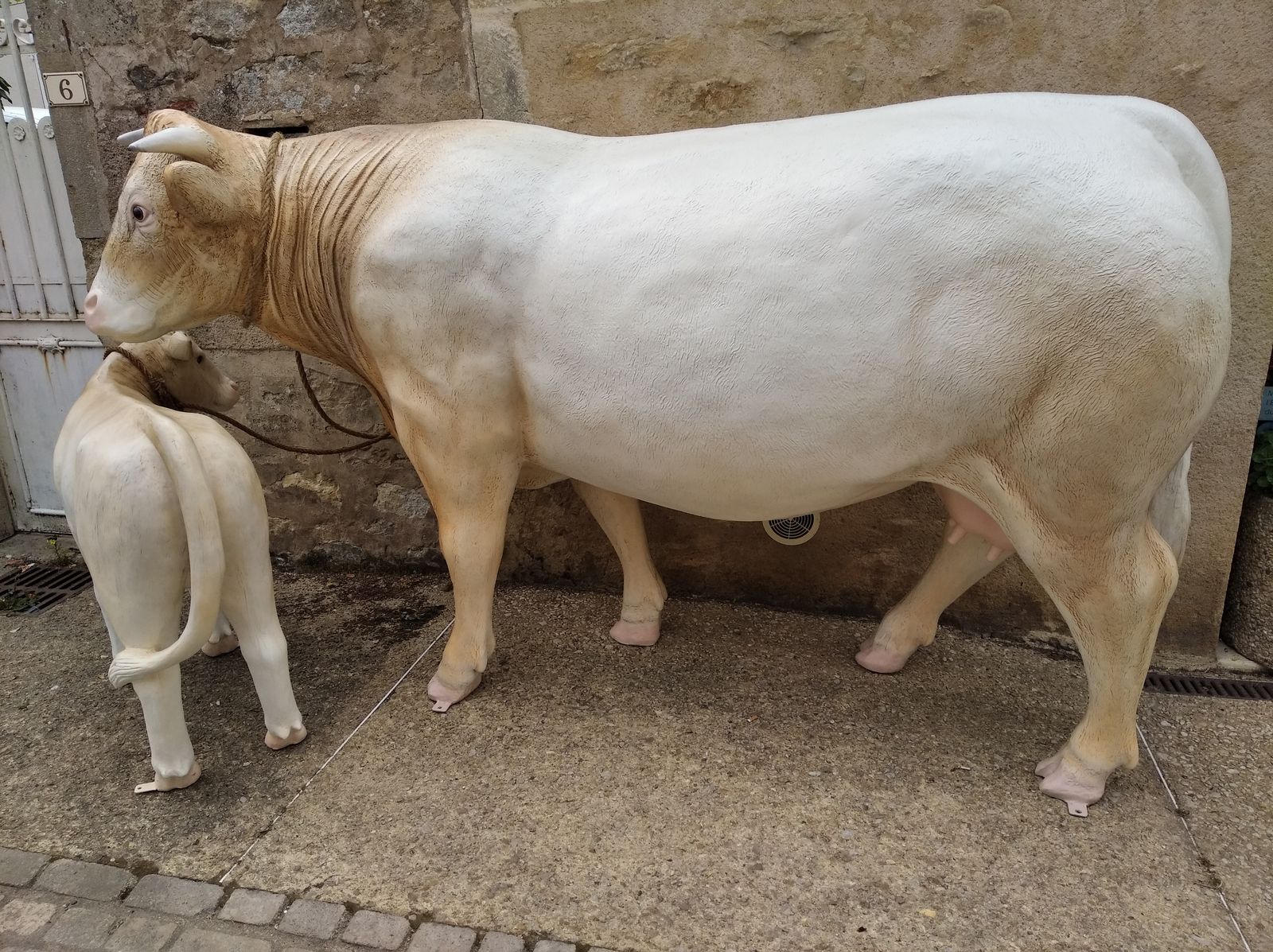 Charmante la Charolaise et Prince son fils, attendaient les collégiens de Moulins-Engilbert devant le Musée, le 18 Juin 2021, pour une visite dans le cadre des journées de l'Agriculture.