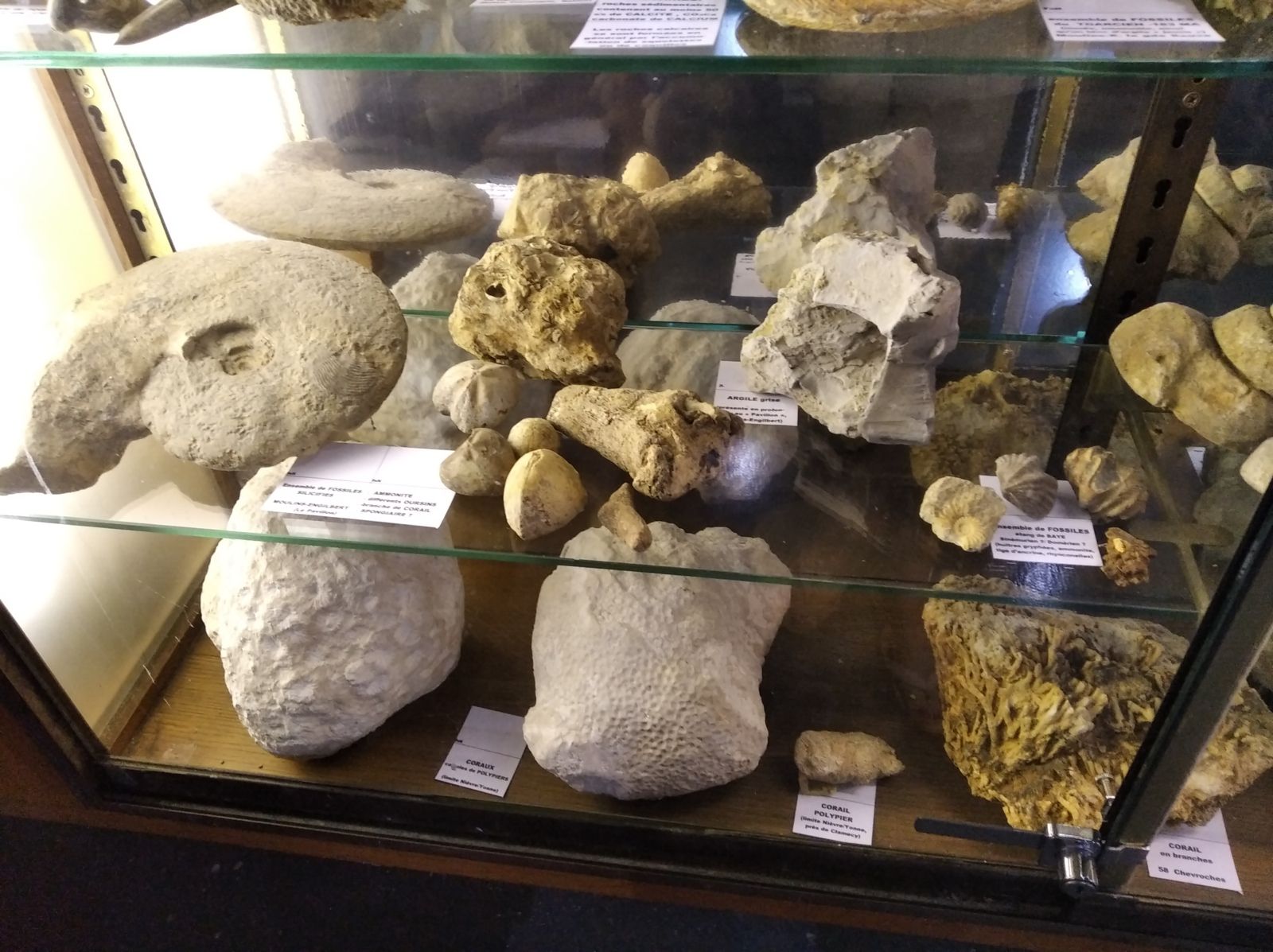 Exposition Minéraux Fossiles