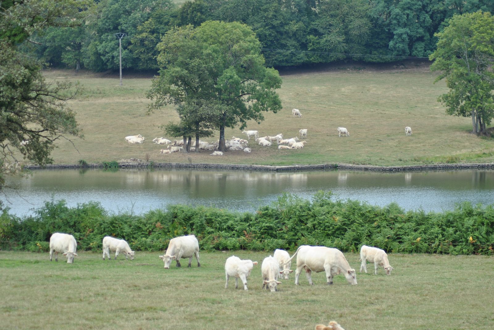 Pass Sanitaire        Obligatoire à compter du 8 Août 2021, pour la visite du Musée de l'Elevage et du Charolais, suite aux dernières décisions gouvernementales et à la validation de l’extension du Pass Sanitaire par le Conseil Constitutionnel. Merci pour votre compréhension.  A bientôt au Musée.