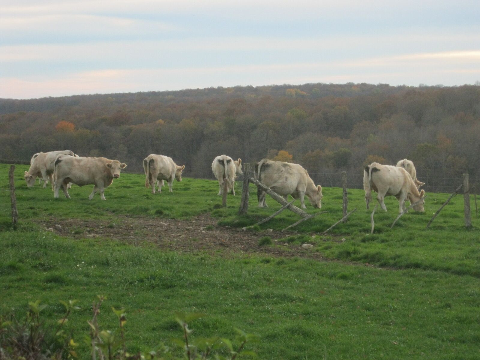 Journées du Patrimoine  Samedi 18 septembre et dimanche 19 septembre 14 h à 18 h Visite guidée à 15 h Entrée gratuite au Musée de l'Elevage et du Charolais à Moulins-Engilbert