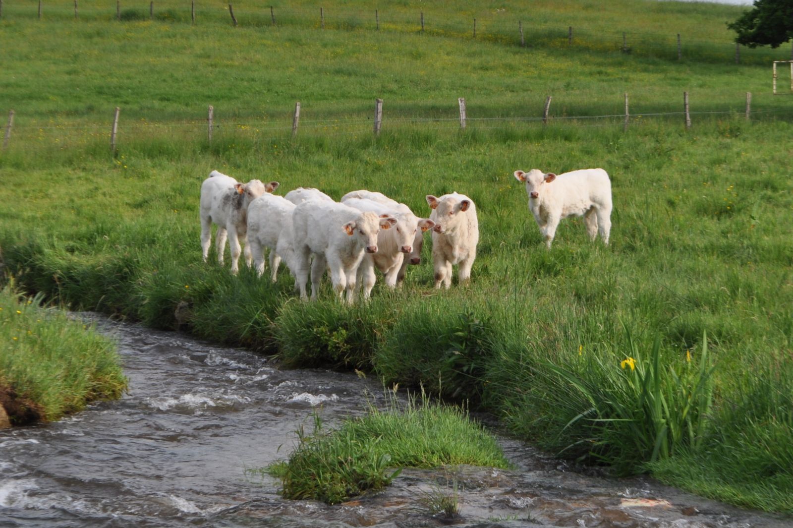 Le Musée de l'Elevage et du Charolais est ouvert Du 01 Septembre au 01 Novembre (inclus)  Samedi, Dimanche, & Jours Fériés  14 h - 17 h